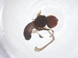  ( - BIOUG10029-E07)  @11 [ ] CreativeCommons - Attribution Share - Alike (2025) Centre for Biodiversity Genomics Centre for Biodiversity Genomics