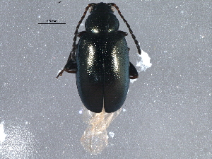  (Phyllotreta subnitida - BIOUG10101-A12)  @13 [ ] CreativeCommons - Attribution (2014) CBG Photography Group Centre for Biodiversity Genomics