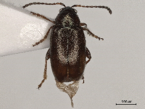  ( - BIOUG10937-F12)  @11 [ ] CreativeCommons - Attribution (2022) CBG Photography Group Centre for Biodiversity Genomics