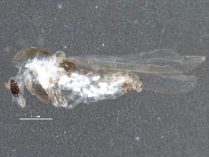  ( - BIOUG11186-H05)  @14 [ ] CreativeCommons - Attribution (2014) CBG Photography Group Centre for Biodiversity Genomics