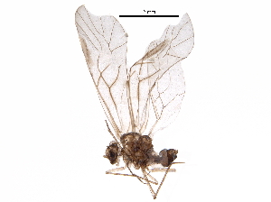  ( - BIOUG10897-A01)  @13 [ ] CreativeCommons - Attribution (2016) CBG Photography Group Centre for Biodiversity Genomics