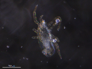  ( - BIOUG10897-C12)  @11 [ ] CreativeCommons - Attribution (2019) CBG Photography Group Centre for Biodiversity Genomics