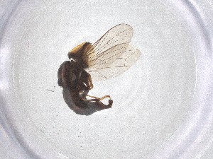  ( - BIOUG11443-F10)  @11 [ ] CreativeCommons - Attribution Share - Alike (2025) Centre for Biodiversity Genomics Centre for Biodiversity Genomics