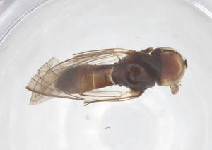  ( - BIOUG12443-A07)  @11 [ ] CreativeCommons - Attribution Share - Alike (2025) Centre for Biodiversity Genomics Centre for Biodiversity Genomics