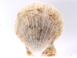  (Chlamys islandica - CBG-A00293-F11)  @11 [ ] CreativeCommons - Attribution (2023) CBG Photography Group Centre for Biodiversity Genomics