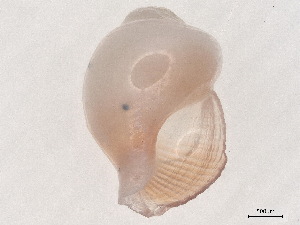  ( - CBG-A00294-C02)  @11 [ ] CreativeCommons - Attribution (2023) CBG Photography Group Centre for Biodiversity Genomics
