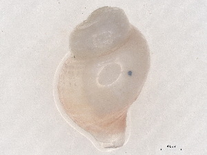  ( - CBG-A00294-C03)  @11 [ ] CreativeCommons - Attribution (2023) CBG Photography Group Centre for Biodiversity Genomics