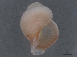  ( - CBG-A00294-C04)  @11 [ ] CreativeCommons - Attribution (2023) CBG Photography Group Centre for Biodiversity Genomics