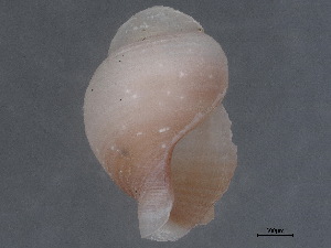  ( - CBG-A00294-C07)  @11 [ ] CreativeCommons - Attribution (2023) CBG Photography Group Centre for Biodiversity Genomics