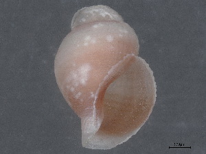  ( - CBG-A00294-C10)  @11 [ ] CreativeCommons - Attribution (2023) CBG Photography Group Centre for Biodiversity Genomics