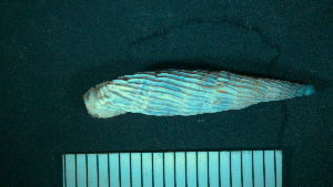  ( - BGE_00201_B04)  @11 [ ] by-nc-sa (2024) Danae Karakasi Natural History Museum of Crete - University of Crete