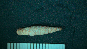  ( - BGE_00201_H05)  @11 [ ] by-nc-sa (2024) Danae Karakasi Natural History Museum of Crete - University of Crete