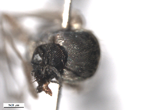  (Cnesia dissimilis - BIOUG02455-A11)  @12 [ ] CreativeCommons - Attribution (2012) CBG Photography Group Centre for Biodiversity Genomics