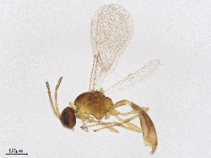  ( - BIOUG21739-D11)  @11 [ ] CreativeCommons - Attribution Share - Alike (2025) CBG Photography Group Centre for Biodiversity Genomics