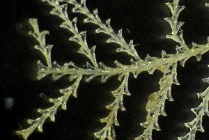  ( - NIB_CCM_1285)  @11 [ ] CC-BY (2025) Christine Morrow Queen's University, Belfast