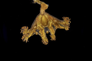  (Haliclystus - NIB_CCM_1118)  @11 [ ] CC-BY (2025) Bernard Picton Queen's University, Belfast