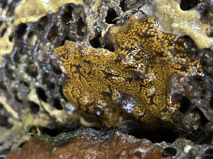  (Botrylloides diegensis - NIB_CCM_1244)  @11 [ ] by_nc (2025) Picton, B.E. Queen's University, Belfast