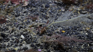  (Rhopalomenia - NIB_CCM_1329)  @11 [ ] by_nc (2025) Picton, B.E. Queen's University, Belfast