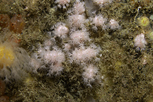  (Alcyonium hibernicum - NIB_CCM_1186)  @11 [ ] CC-BY (2025) Bernard Picton Queen's University, Belfast