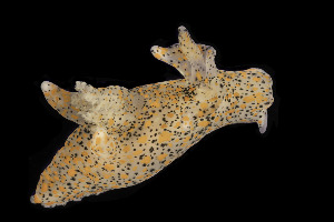  (Thecacera pennigera - NIB_CCM_1190)  @11 [ ] CC-BY (2025) Bernard Picton Queen's University, Belfast