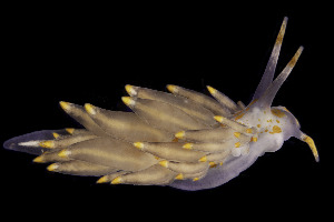  ( - NIB_CCM_1189)  @11 [ ] CC-BY (2025) Bernard Picton Queen's University, Belfast