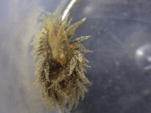  ( - NIB_CCM_1074)  @11 [ ] CC-BY (2025) Christine Morrow Queen's University, Belfast