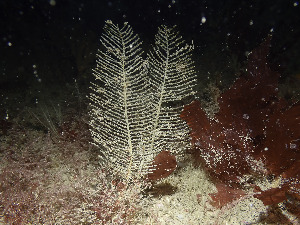  (Diphasia - NIB_CCM_1243)  @11 [ ] CC-BY (2025) Libby Keatley Queen's University, Belfast