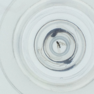  ( - NIDD_018_E9)  @11 [ ] by  Genome Research Ltd as Wellcome Sanger Institute Genome Research Limited operating as Wellcome Sanger Institute