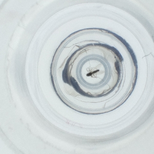  ( - NIDD_019_A2)  @11 [ ] by  Genome Research Ltd as Wellcome Sanger Institute Genome Research Limited operating as Wellcome Sanger Institute