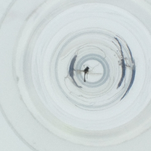  ( - NIDD_019_F9)  @11 [ ] by  Genome Research Ltd as Wellcome Sanger Institute Genome Research Limited operating as Wellcome Sanger Institute