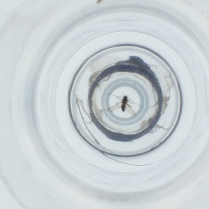  ( - NIDD_019_G1)  @11 [ ] by  Genome Research Ltd as Wellcome Sanger Institute Genome Research Limited operating as Wellcome Sanger Institute