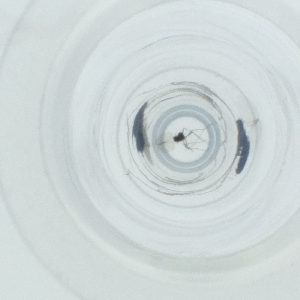  ( - NIDD_021_H9)  @11 [ ] by  Genome Research Ltd as Wellcome Sanger Institute Genome Research Limited operating as Wellcome Sanger Institute