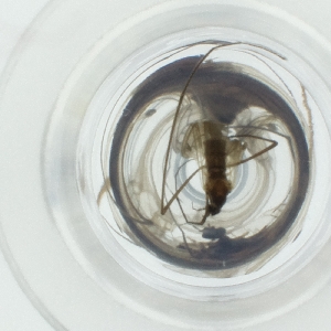  ( - NIDD_022_C9)  @11 [ ] by  Genome Research Ltd as Wellcome Sanger Institute Genome Research Limited operating as Wellcome Sanger Institute