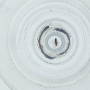  ( - NIDD_027_B5)  @11 [ ] by  Genome Research Ltd as Wellcome Sanger Institute Genome Research Limited operating as Wellcome Sanger Institute