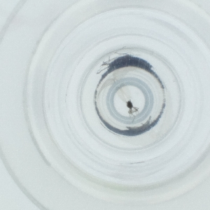  ( - NIDD_027_F8)  @11 [ ] by  Genome Research Ltd as Wellcome Sanger Institute Genome Research Limited operating as Wellcome Sanger Institute