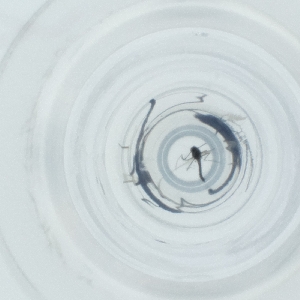  ( - NIDD_028_A2)  @11 [ ] by  Genome Research Ltd as Wellcome Sanger Institute Genome Research Limited operating as Wellcome Sanger Institute