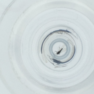  ( - NIDD_028_A4)  @11 [ ] by  Genome Research Ltd as Wellcome Sanger Institute Genome Research Limited operating as Wellcome Sanger Institute