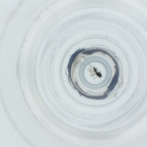  ( - NIDD_028_C10)  @11 [ ] by  Genome Research Ltd as Wellcome Sanger Institute Genome Research Limited operating as Wellcome Sanger Institute