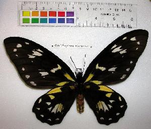  (Ornithoptera victoriae - EC-004)  @14 [ ] Unspecified (default): All Rights Reserved  Unspecified Unspecified