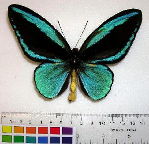  (Ornithoptera - EC-015)  @15 [ ] Unspecified (default): All Rights Reserved  Unspecified Unspecified