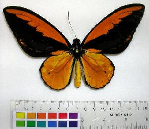  (Ornithoptera croesus - EC-036)  @14 [ ] Unspecified (default): All Rights Reserved  Unspecified Unspecified