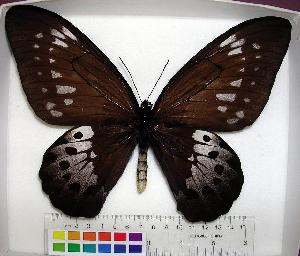  (Ornithoptera goliath - EC-047)  @14 [ ] Unspecified (default): All Rights Reserved  Unspecified Unspecified