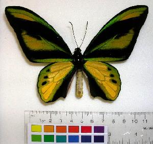  (Ornithoptera chimaera - EC-054)  @14 [ ] Unspecified (default): All Rights Reserved  Unspecified Unspecified