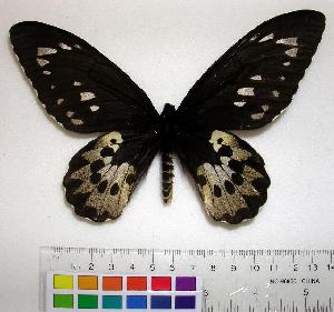  (Ornithoptera rothschildi - EC-093)  @14 [ ] Unspecified (default): All Rights Reserved  Unspecified Unspecified