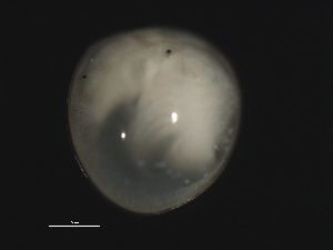  ( - 09PROBE-008696)  @12 [ ] CreativeCommons - Attribution (2009) CBG Photography Group Centre for Biodiversity Genomics