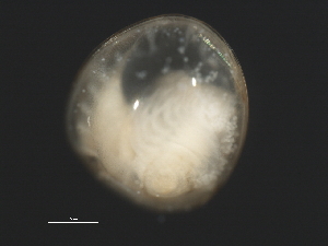  ( - 09PROBE-008697)  @13 [ ] CreativeCommons - Attribution (2009) CBG Photography Group Centre for Biodiversity Genomics