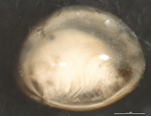  ( - 10BIOBC-00741)  @11 [ ] CreativeCommons - Attribution (2010) CBG Photography Group Centre for Biodiversity Genomics