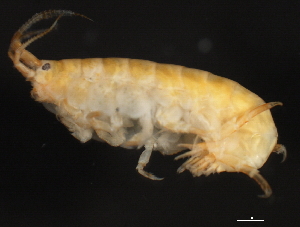  ( - 10BIOBC-00897)  @11 [ ] CreativeCommons - Attribution (2010) CBG Photography Group Centre for Biodiversity Genomics