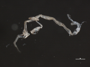  (Caprella cf. irregularis - 10BIOBC-00917)  @13 [ ] CreativeCommons - Attribution (2010) CBG Photography Group Centre for Biodiversity Genomics