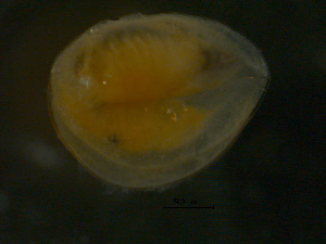  ( - 10BIOBC-00743)  @12 [ ] CC-0  Unspecified Unspecified
